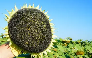 RGT INOVELL / РЖТ ІНОВЕЛЛ