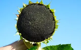 RGT CASTELLANO CLP / РЖТ КАСТЕЛЛАНО КЛП