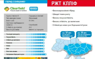 RGT CLLIF / РЖТ КЛЛІФ