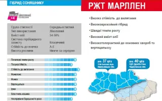 RGT MARLLEN / РЖТ МАРЛЛЕН