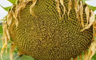 RGT FRANKLLIN / РЖТ ФРАНКЛЛІН