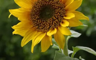 RUFO ST / РУФО ШТ