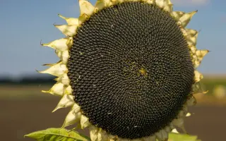 Sa Lana / Са Лана