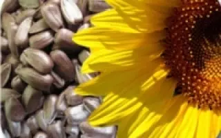 San Luka / Сан Лука