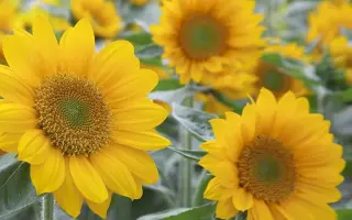 Sunrich / Санріч