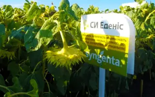 SY Edenis / СИ Еденіс