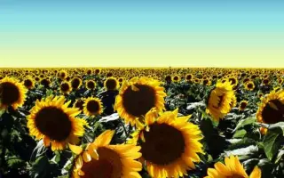 SY NEXUS CLP / СИ НЕКСУС КЛП