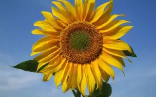 SY Flamenco / СИ Фламенко