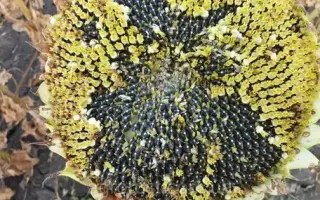 Sirena (MS) / Сирена (МС)