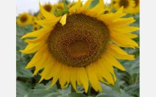 SEABIRD / СІБЕРД