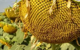 Solaris OR / Соляріс ОР