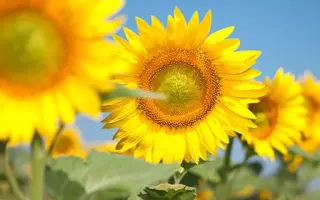 Сонячний настрій