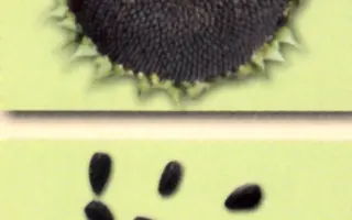 Sores ST / Сорес СТ