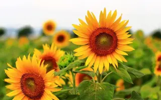 Sofiasol / Софіясол