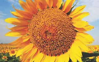 SPICY / СПАЙСІ