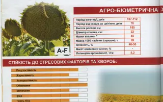 SPRINGBOKS / СПРИНГБОКС