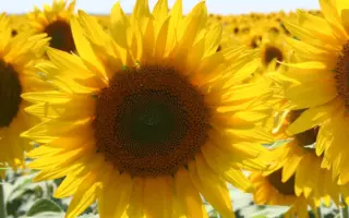 SUVEX / СУВЕКС