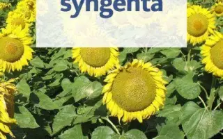 SUVORA / СУВОРА