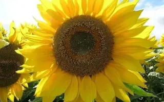 SUZUKA / СУЗУКА