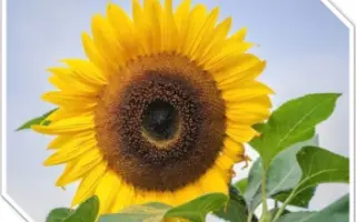 Sulfostar / Сульфостар