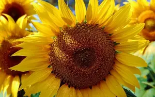 SUMATRA / СУМАТРА