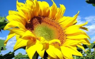 Talmaz / Талмаз