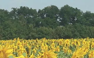 TELMO ST / ТЕЛМО ШТ