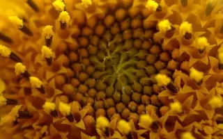 TERRASOL / Террасол