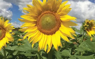 Torino / Торіно