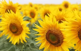 TORNADO / ТОРНАДО