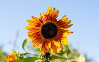 TRAVELLER / ТРАВЕЛЛЕР