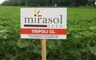 Tripoli / Тріполі