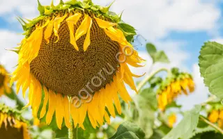 FERGUS CLP / ФЕРГУС КЛП