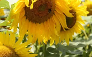 Florasun / Флорасан