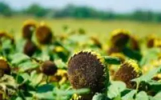 FURIOUS CL / ФУРІУС СЛ