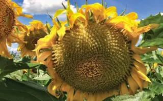 Jaquar II / Ягуар 2