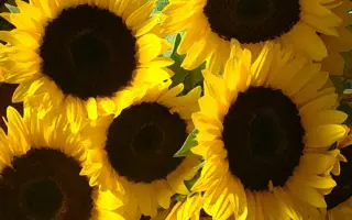 Akcent / Акцент