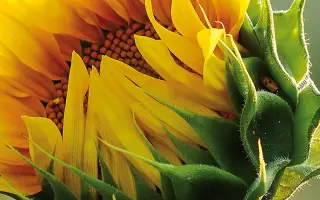 Alliance / Альянс