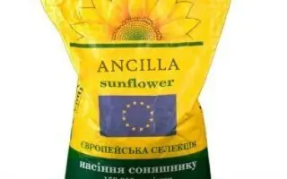 ANCILLA / АНЦИЛЛА