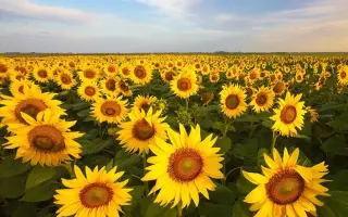 Apisol / Апісол