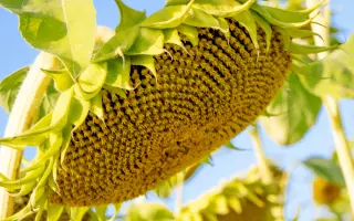 Аріадна Євраліс / Аріадна Євраліс