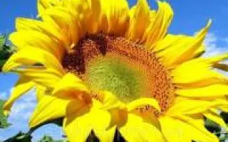 AS 33103 KL / АС 33103 КЛ