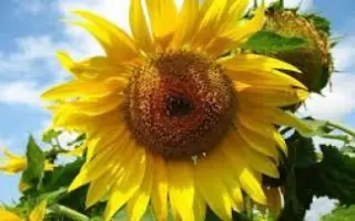 AS 34106 / АС 34106