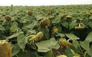 AS 34108 / АС 34108