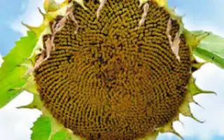 AS 34111 / АС 34111