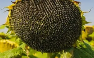 AS 35112 / АС 35112