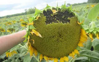 BENETO / БЕНЕТО