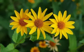 Heliabest / Геліабест