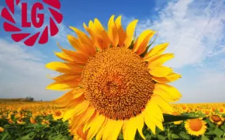 Goldsun / Голдсан