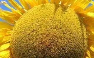 Durban / Дюрбан